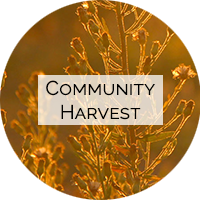 Community Harvest